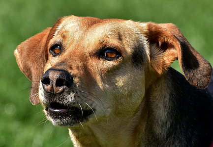 close-up photo of short-coated black and tan dog thumbnail