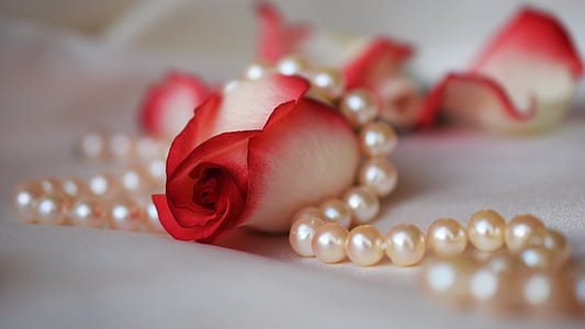 closeup photo of red and white petaled flowers thumbnail