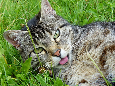 silver tabby cat on green grass thumbnail