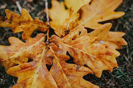 Autumn leaves on the ground thumbnail