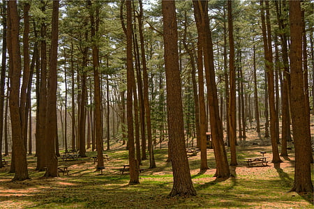 picnic tables on forest thumbnail