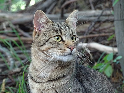 selective focus photography of brown tabby cat thumbnail