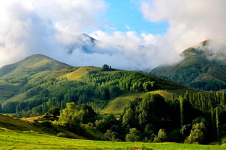 green leafed trees near mountain thumbnail