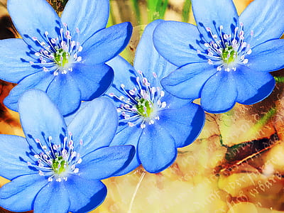 close-up photography of four blue flowers thumbnail
