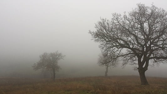 bare trees with thick fog thumbnail