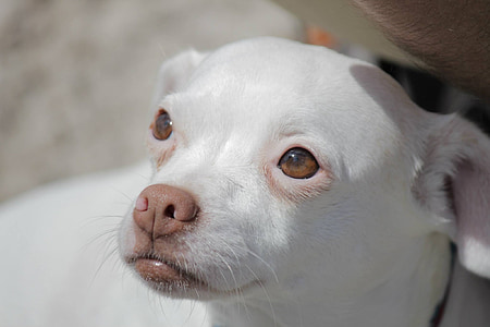 white Chihuahua puppy close-up photography thumbnail