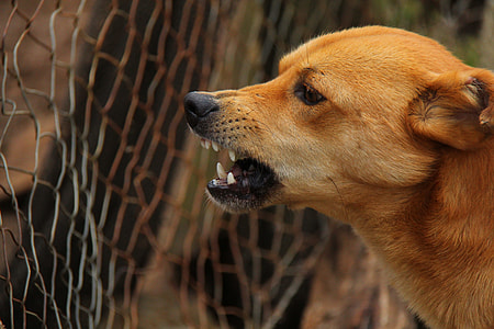 short-coated brown dog inside chain-link fence close-up photo thumbnail