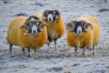 three orange rams thumbnail