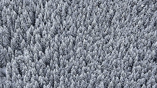 bird's eye view of forest trees covered with snow thumbnail