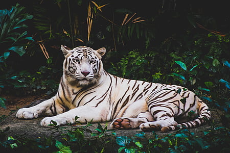 white and black tiger lone prying on ground under shade of tree thumbnail