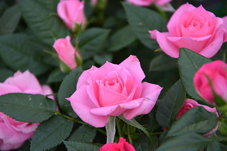 close up photo of pink roses thumbnail