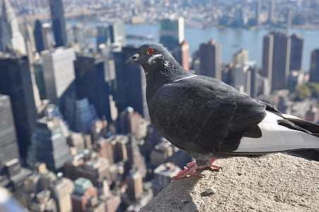 selective focus shot of pigeon on top of building thumbnail