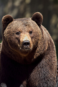selective focus photography of brown grizzly bear thumbnail