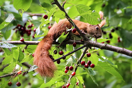 brown squirrel thumbnail
