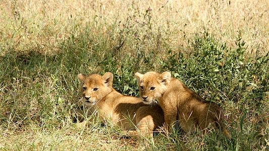two brown lion cubs on grass field during day thumbnail