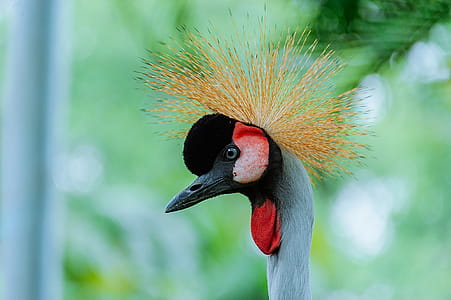 Shallow Focus Photography of Bird thumbnail