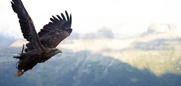 eagle flying during day thumbnail