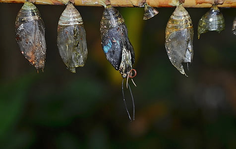 four butterfly cocoon at daytime thumbnail