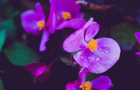 nature, flowers, purple, petals thumbnail