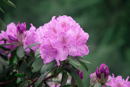 macro photography of pink azalea flowers thumbnail