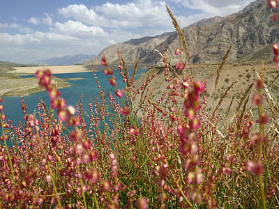 pink petaled flower field near body of water at daytime thumbnail
