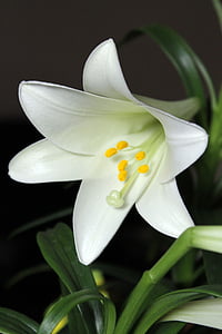 close-up photo of Easter lily flower thumbnail