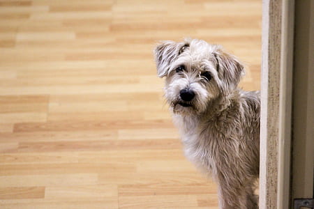 long-coated gray puppy thumbnail