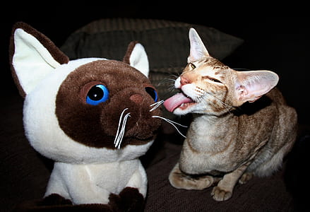 gray cat licking white dog plush toy thumbnail