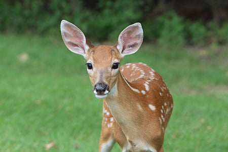 brown deer outdoor thumbnail