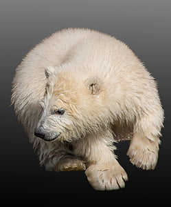 beige and white bear thumbnail