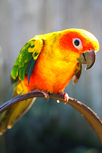 shallow focus photography of yellow bird thumbnail