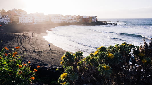 sea near concrete buildings and flowers at daytime thumbnail
