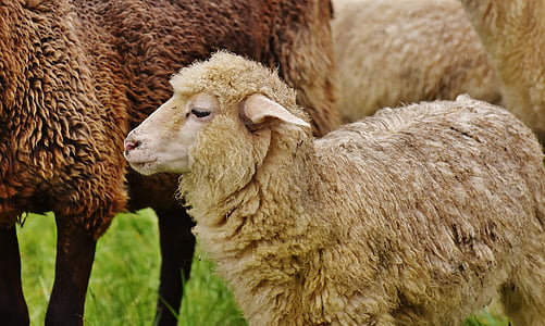 herd of sheep on green grass closeup photography thumbnail