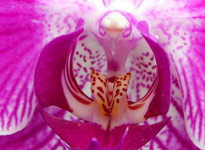 Closeup shot of a light pink orchid. thumbnail