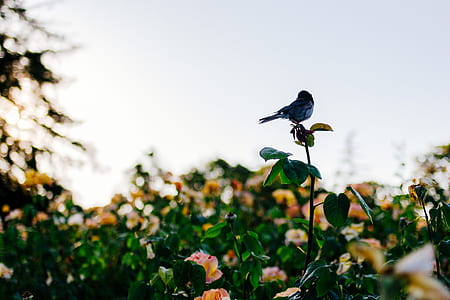 selective focus photography of bird on top of plant thumbnail