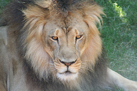 brown adult lion on green grass during daytime thumbnail