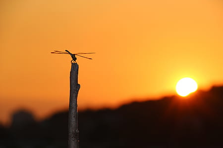 selective focus photography of dragonfly perched on stick during golden hour thumbnail