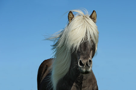 brown horse with white hair thumbnail