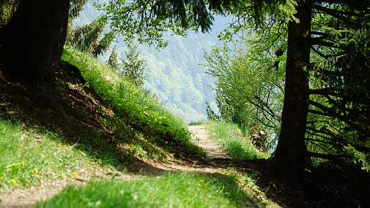 landscape photo of pathway surrounded by trees thumbnail