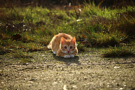 orange tabby kitten lying on grass field thumbnail