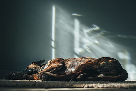 short-coated black and brown dog lying on brown rug thumbnail
