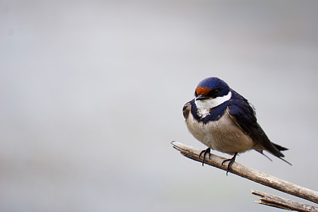 gray and purple bird on tree string thumbnail