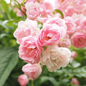 pink petaled flowers thumbnail