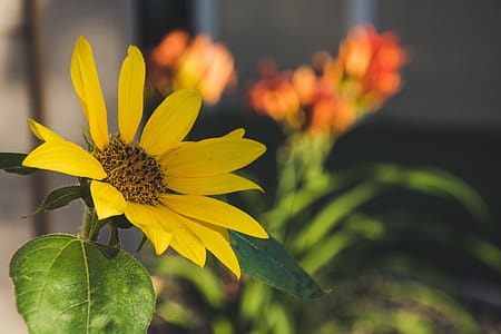 Yellow Sunflower Selective-focus Photography thumbnail