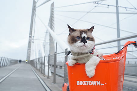 short-haired white and brown cat on orange container thumbnail