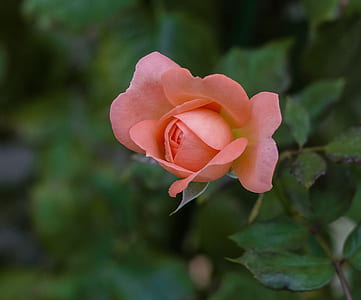 close-up photo of pink rose in bloom thumbnail