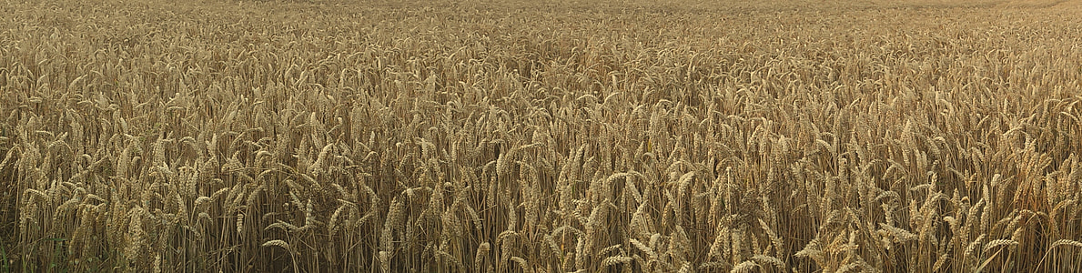 aerial view photography of wheat field thumbnail
