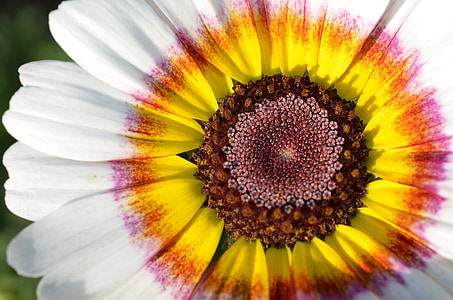 white and yellow zinnia flower in bloom at daytime thumbnail