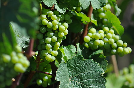 close-up photo of green grapes thumbnail