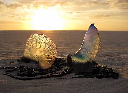 sea creature on boy of weather thumbnail